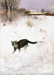 Chat à l